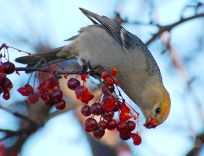 [Pine Grosbeak]