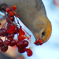 [Pine Grosbeak]