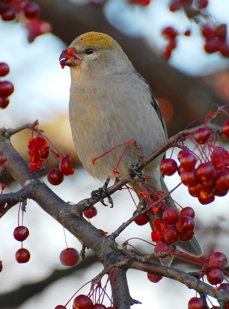 [Pine Grosbeak]