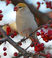 [Pine Grosbeak]