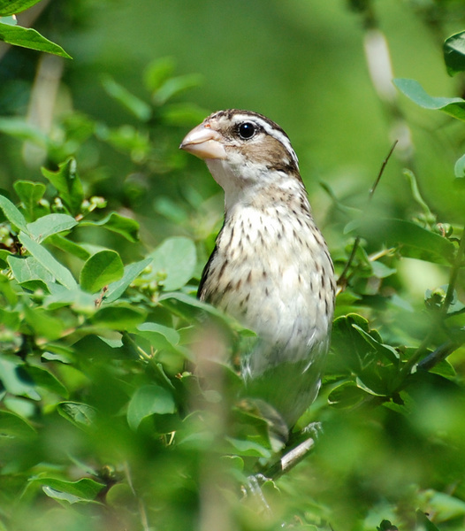 [Female Rose-Breasted Grosbeak]
