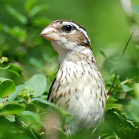 [Female Rose-Breasted Grosbeak]