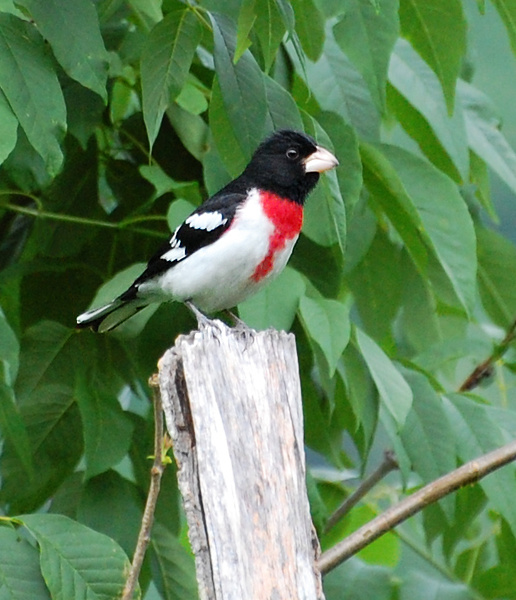 [Rose-Breasted Grosbeak]