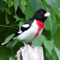 [Rose-Breasted Grosbeak]