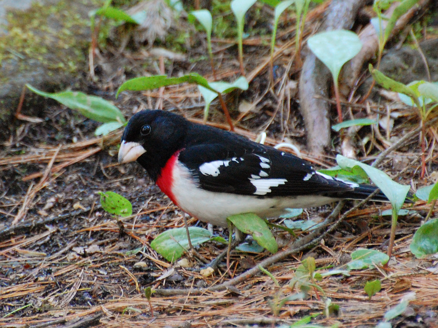 [Rose-Breasted Grosbeak]