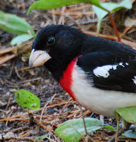 [Rose-Breasted Grosbeak]