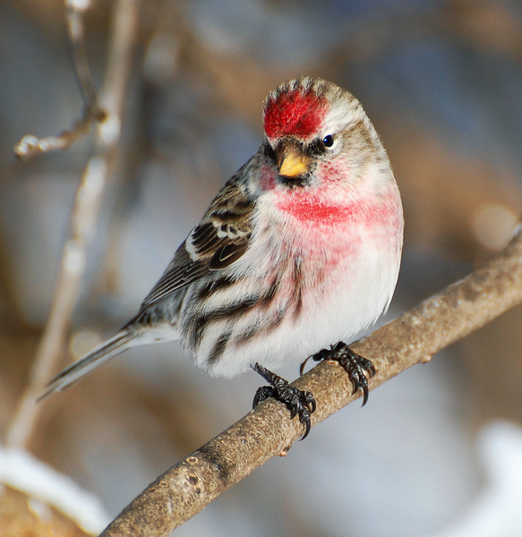 [Common Redpoll]