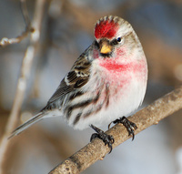 [Common Redpoll]