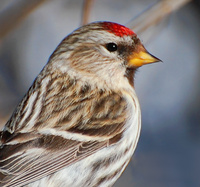 [Common Redpoll]