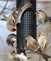 [Feeding Frenzy]