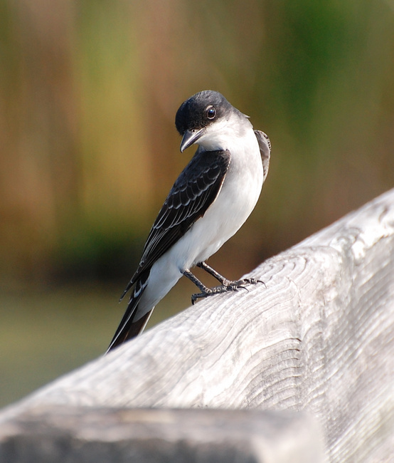[Eastern Kingbird]