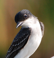[Eastern Kingbird]