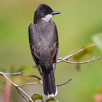 [Eastern Kingbird]