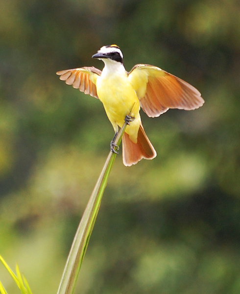 [Great Kiskadee]