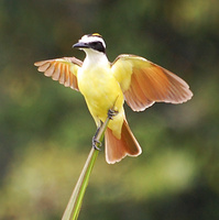 [Great Kiskadee]