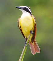[Great Kiskadee]