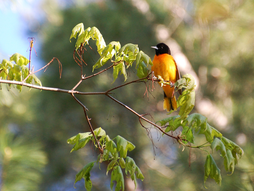 [Baltimore Oriole]