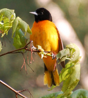 [Baltimore Oriole]