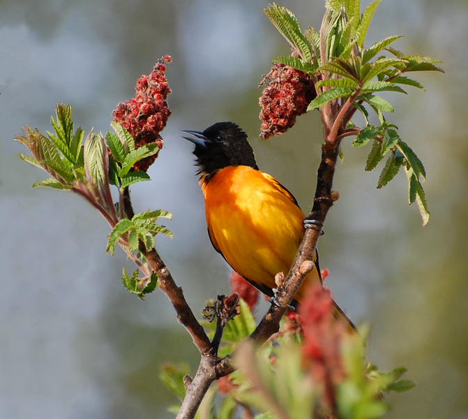 [Oriole In Sumac]