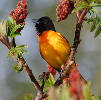 [Oriole In Sumac]