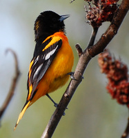 [Spring Oriole]