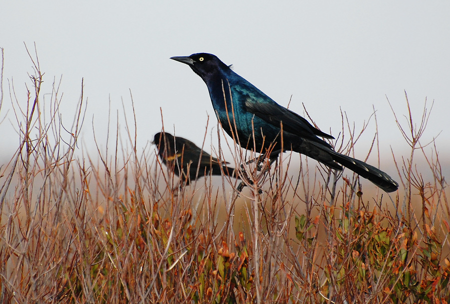 [Boat-Tailed Grackle]