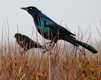 [Boat-Tailed Grackle]