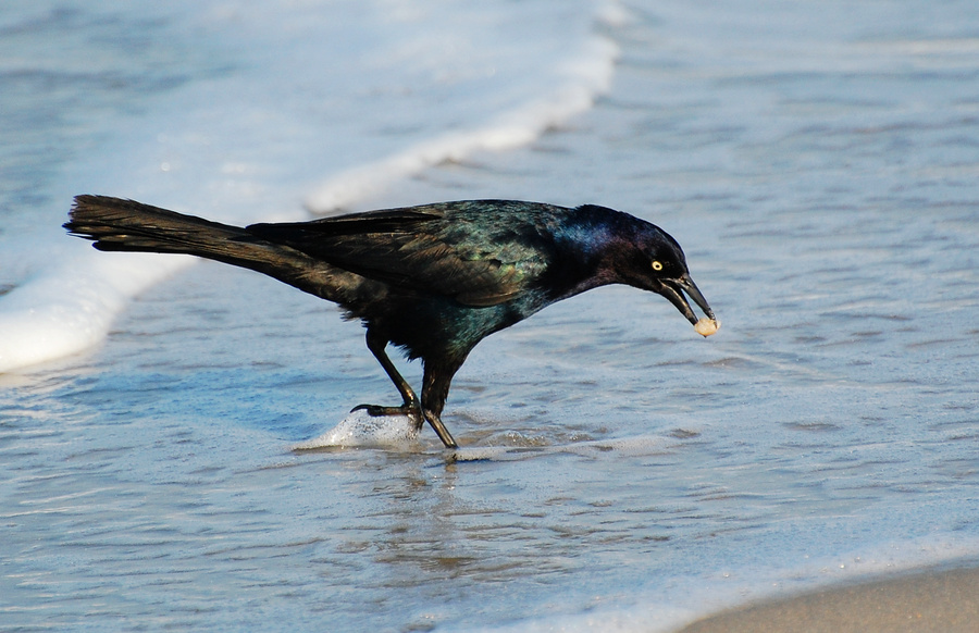 [Boat-Tailed Grackle]