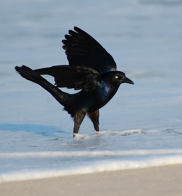 [Boat-Tailed Grackle]