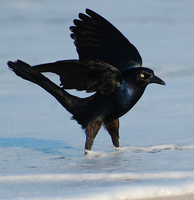 [Boat-Tailed Grackle]