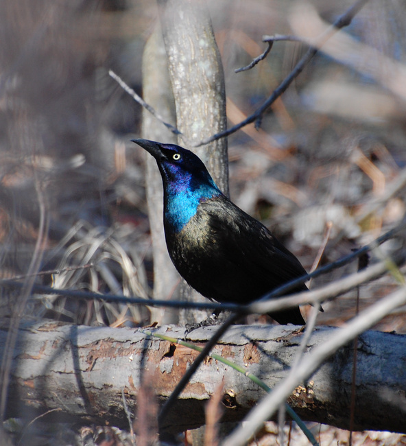 [Common Grackle]