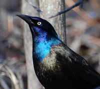 [Common Grackle]