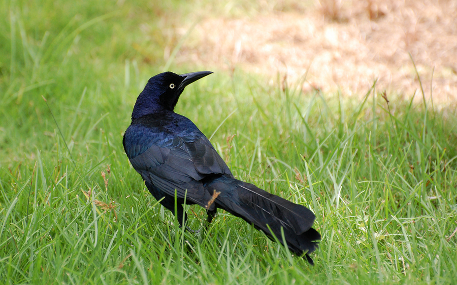 [Great-Tailed Grackle]
