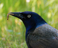 [Snack]