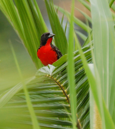 [Red-Breasted Meadowlark]