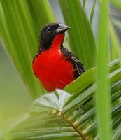[Red-Breasted Meadowlark]
