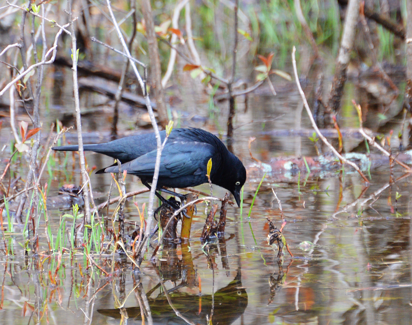 [Rusty Blackbird]