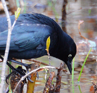 [Rusty Blackbird]