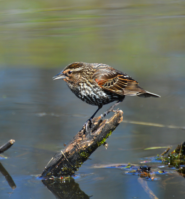 [Female Red-Winged Blackbird]