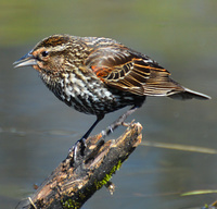 [Female Red-Winged Blackbird]