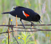 [Red-Winged Blackbird]
