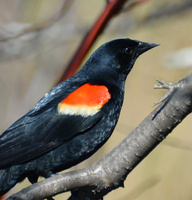 [Red-Winged Blackbird]