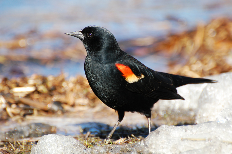 [Red-Winged Blackbird]