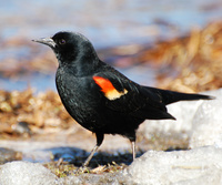 [Red-Winged Blackbird]