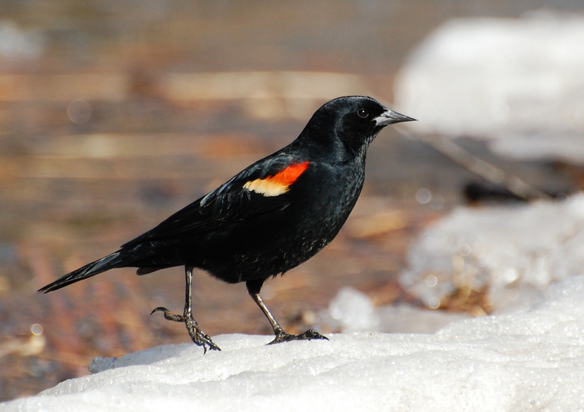 [Red-Winged Blackbird]