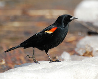 [Red-Winged Blackbird]