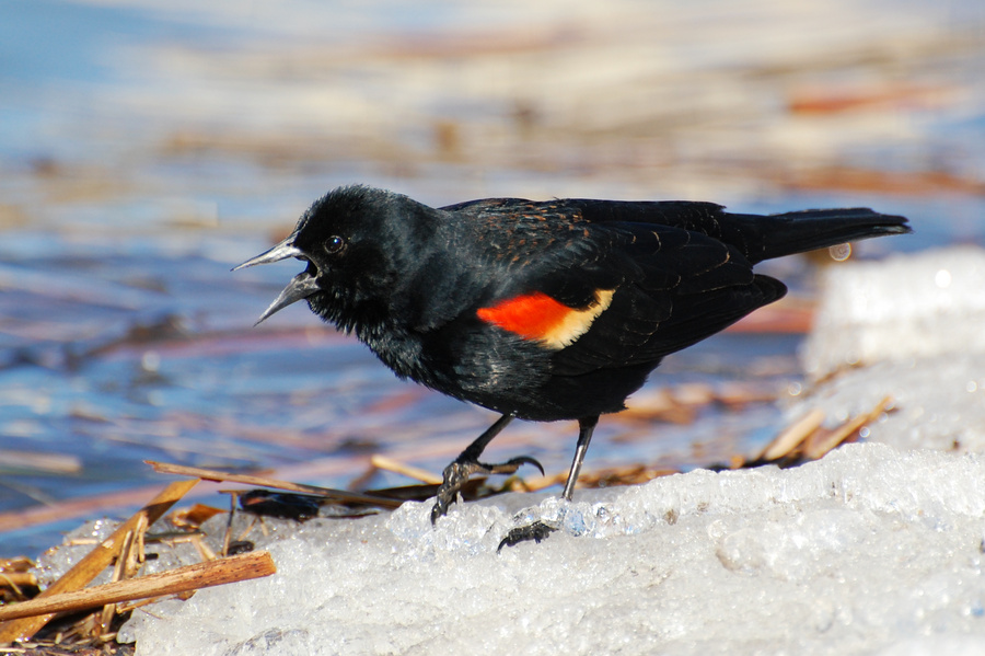 [Red-Winged Blackbird]