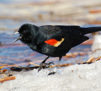 [Red-Winged Blackbird]