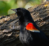 [Woodland Blackbird]