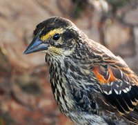 [Young Redwing]